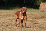 DOGUE DE BORDEAUX 403